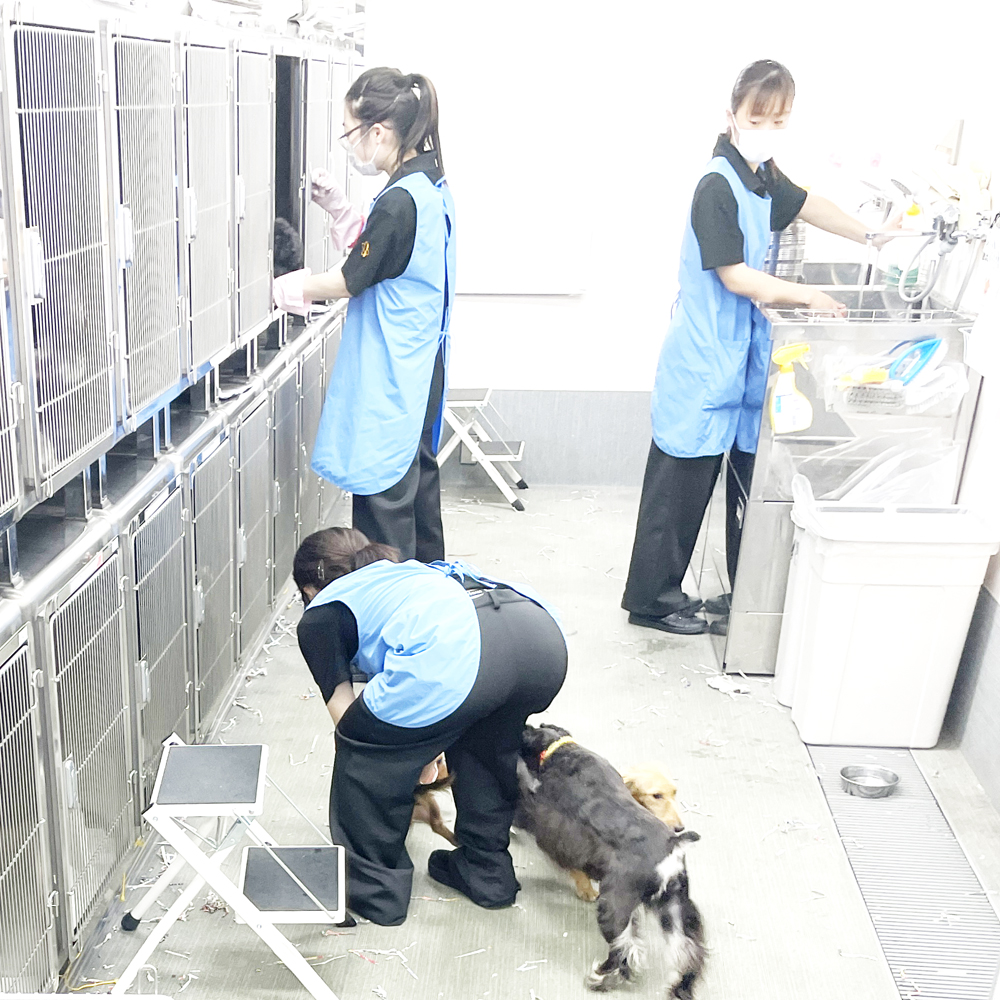 モデル犬のお世話♪